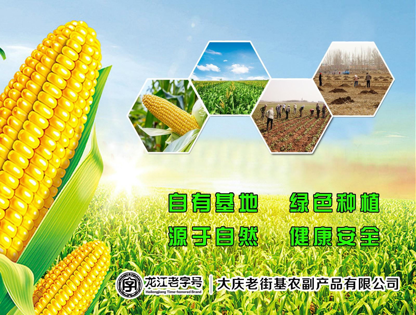 黑龙江省农产品地理标志巡礼十肇州糯玉米