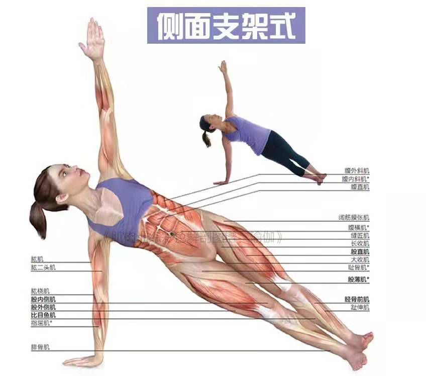 总结瑜伽里的支撑类体式让你的上半身更加有力