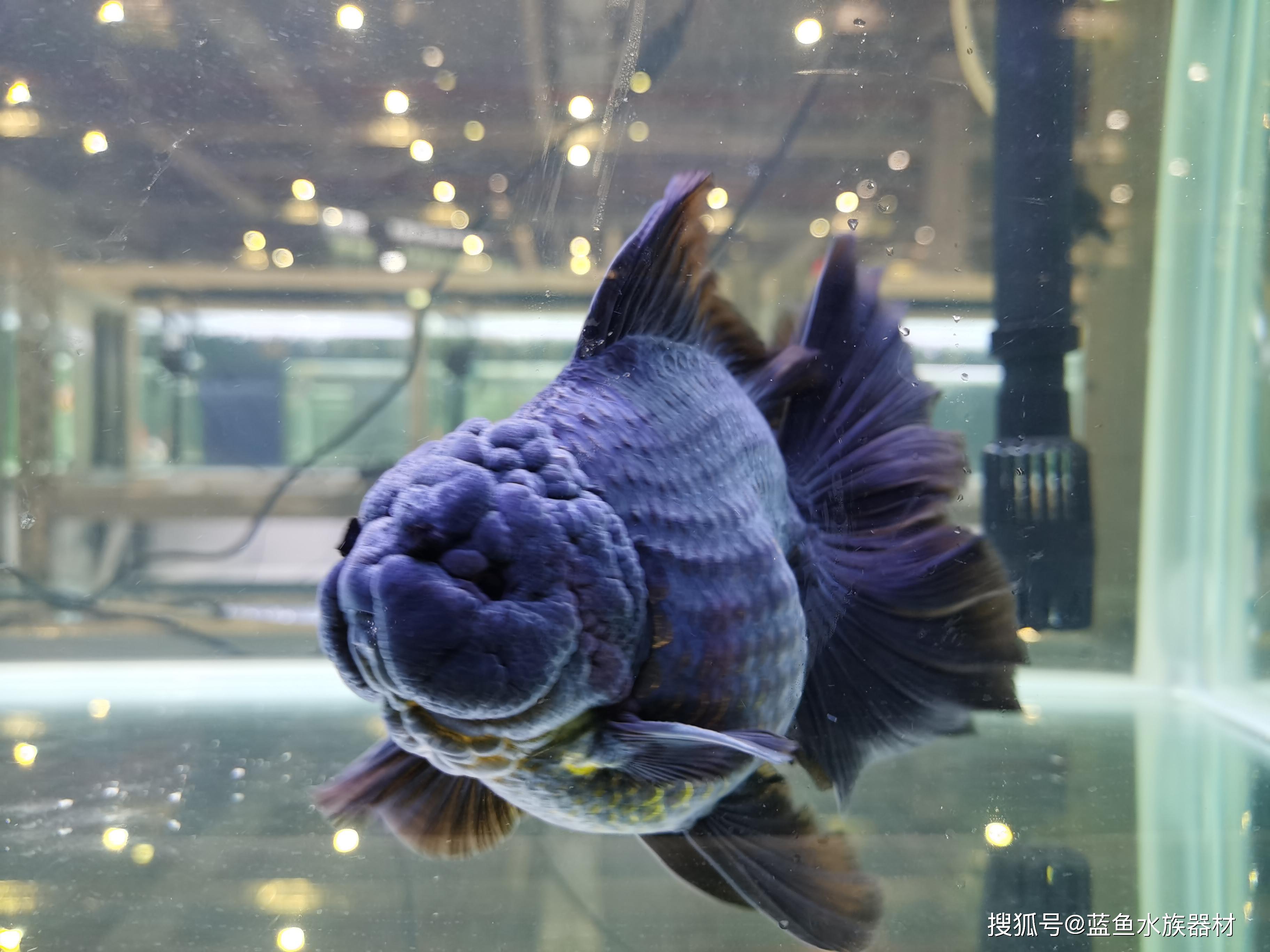 新手饲养兰寿金鱼了解一下_国寿