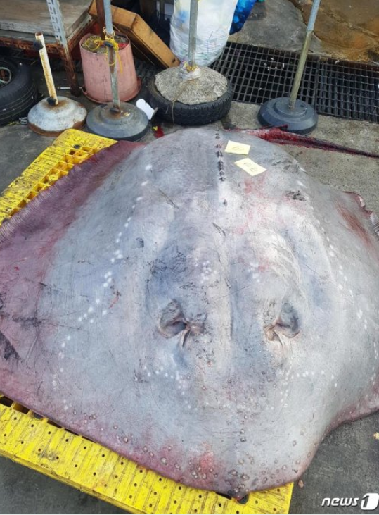 韩国渔民抓到罕见大鱼 不好吃1块钱一斤贱卖(图)
