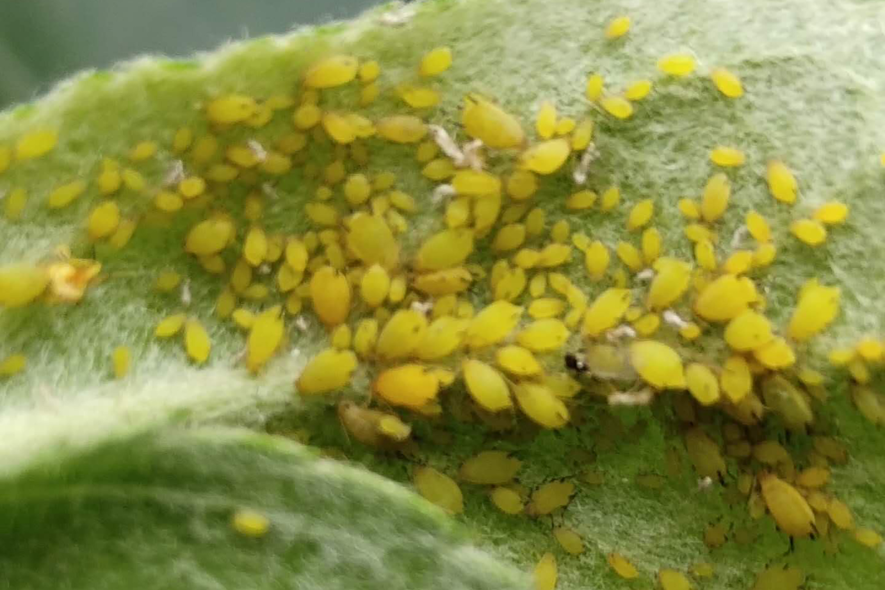 苹果黄蚜怎么治?利用好它们的共生和天敌,效果会更好