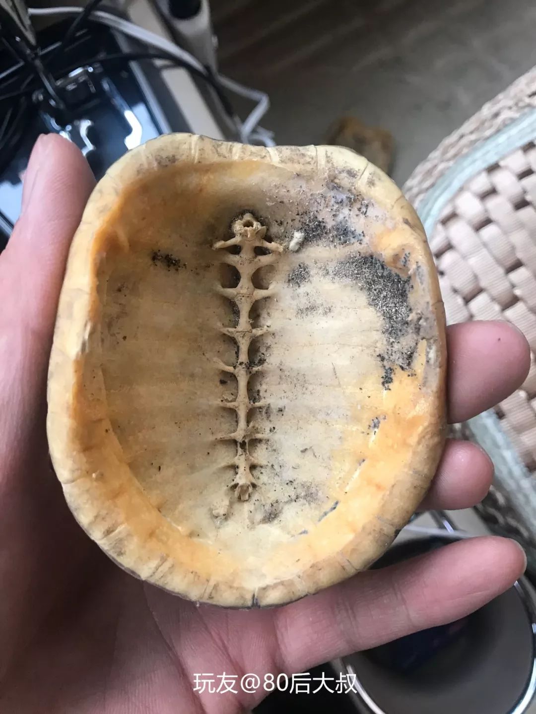 不是有句话说,乌龟养好了,能给你送终,养不好,只能你给它送了.