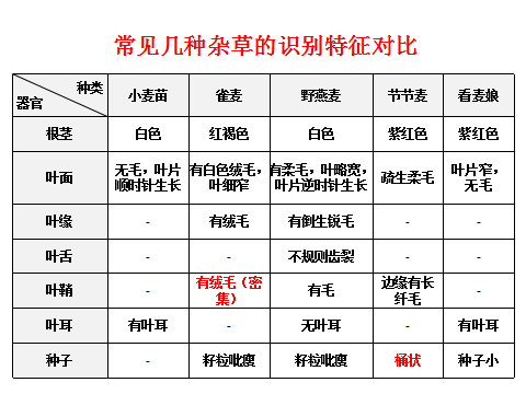 小麦田禾本科杂草图谱图片