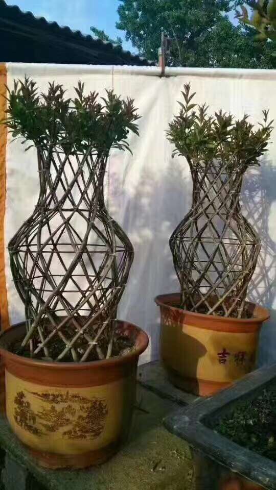 开远园艺造型盆景花瓶制作 牡丹花石榴