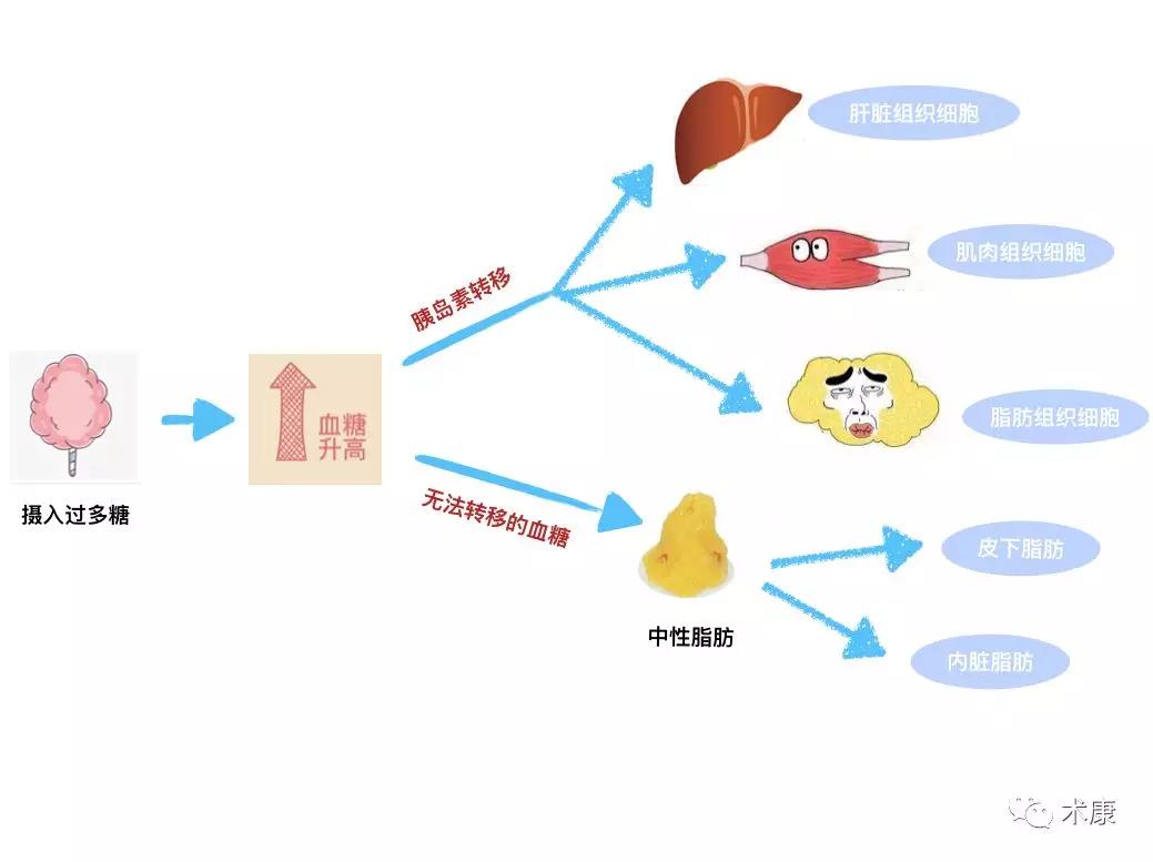 糖脂转换图图片