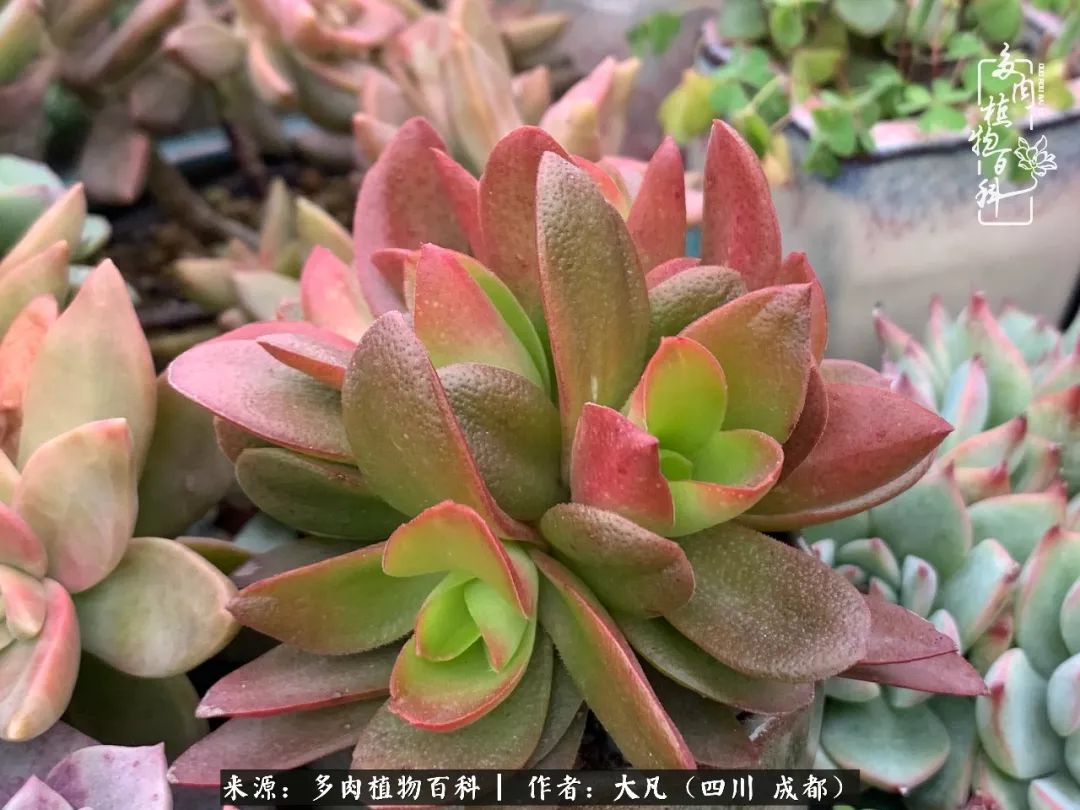 枫叶红尽暖冬已至欢迎收看冬日多肉私房话