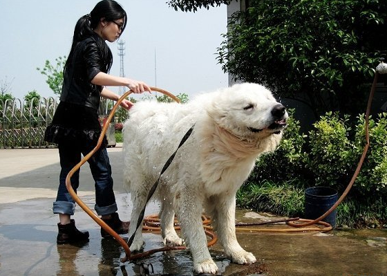 毛发长又白的大白熊犬,主人给它洗澡时,一定注意这些细节