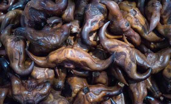 狗卵果,黄牙果.德庆大山里这些奇葩,你吃过几种?