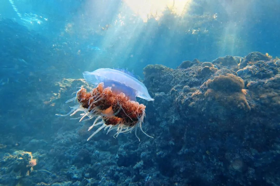 冷吗跟着华为mate30pro探秘热带的海洋世界