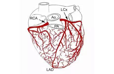心脏"生病"的原因?预防五点要记牢!_血管