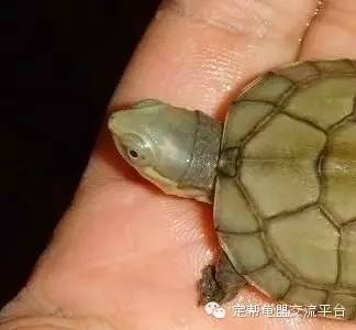 如何分辨南石龟和北石龟多图