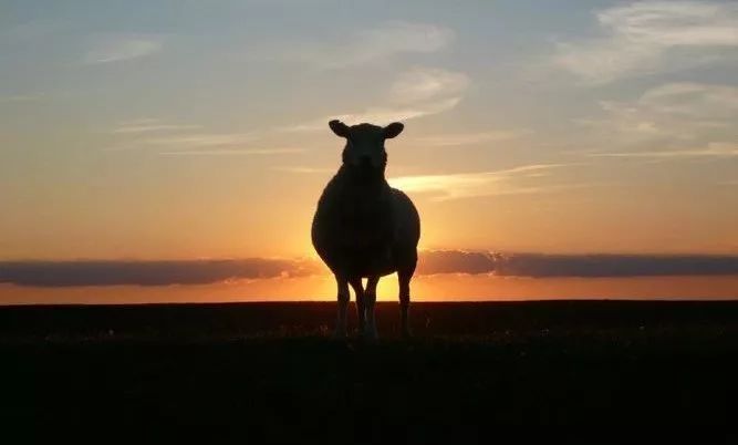 放羊的故事富含哲理