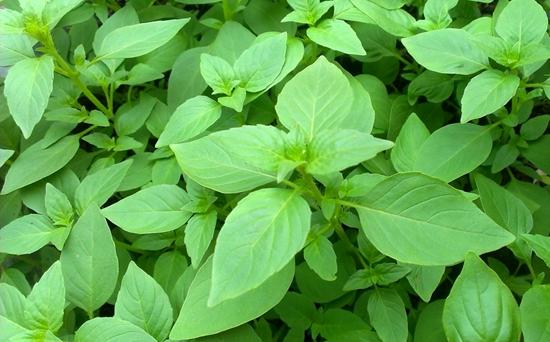 原创有三种作物都有很高的药用价值大家很易认错你知道是什么吗