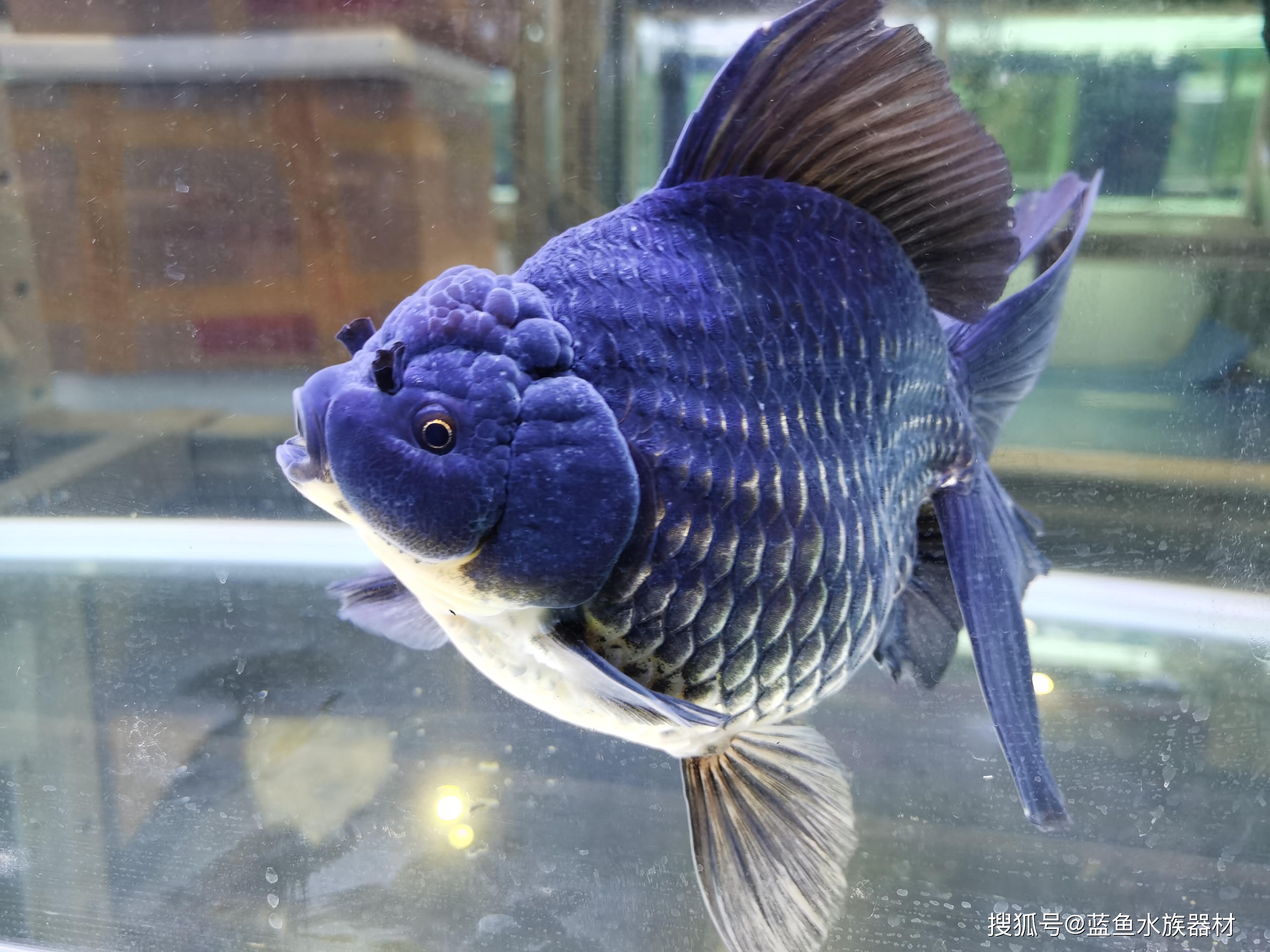 兰寿金鱼文化与起源_日本