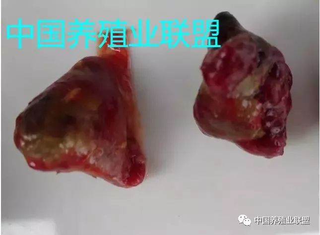 萎缩性红色毛周角化病图片