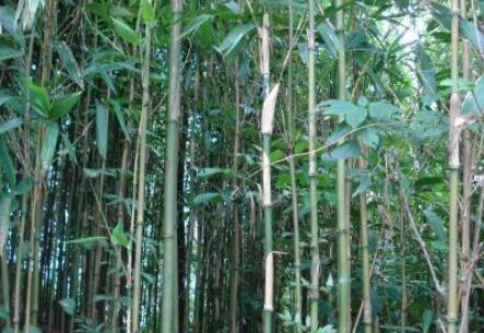 如何识别竹子种类?中木商网_分枝