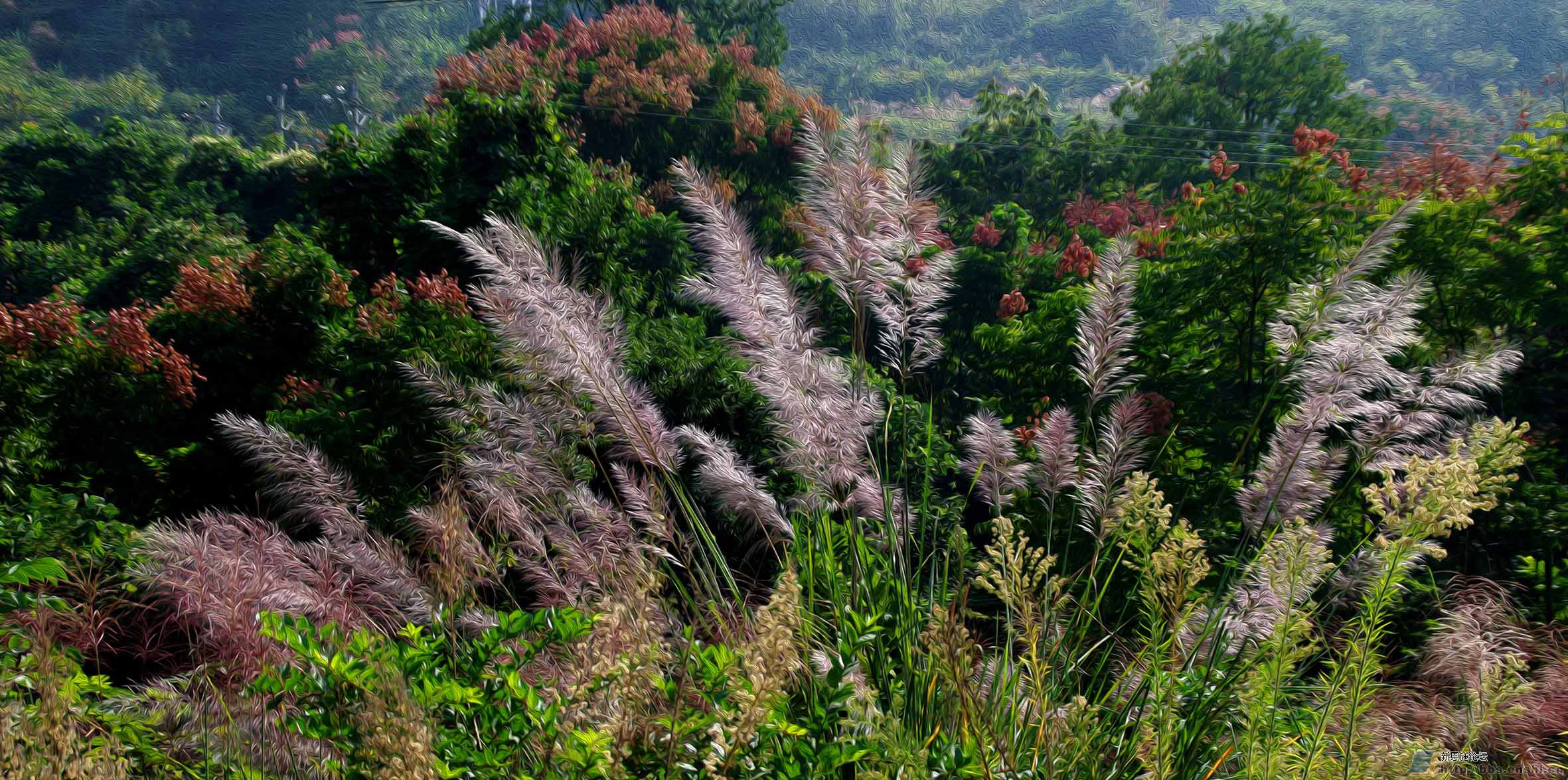 芭茅草从生刀片叶藏情