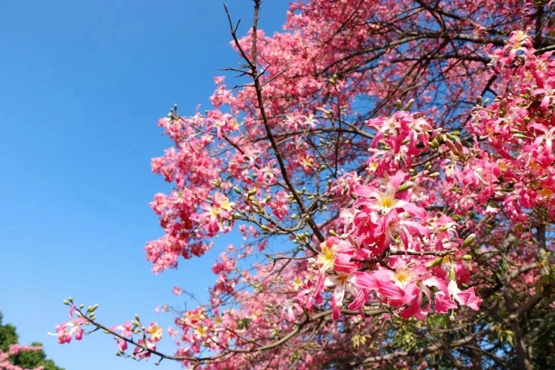 粉红花海又刷屏了!错过又要等一年!_木棉