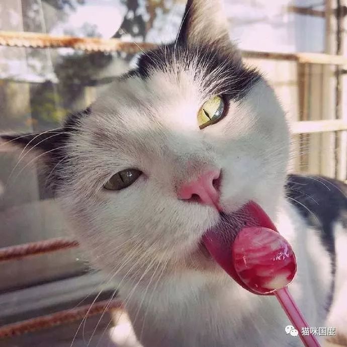 铲屎官家的猫咪,很喜欢吃棒棒糖