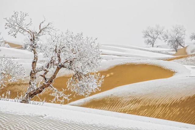 撒哈拉沙漠下雪了图片