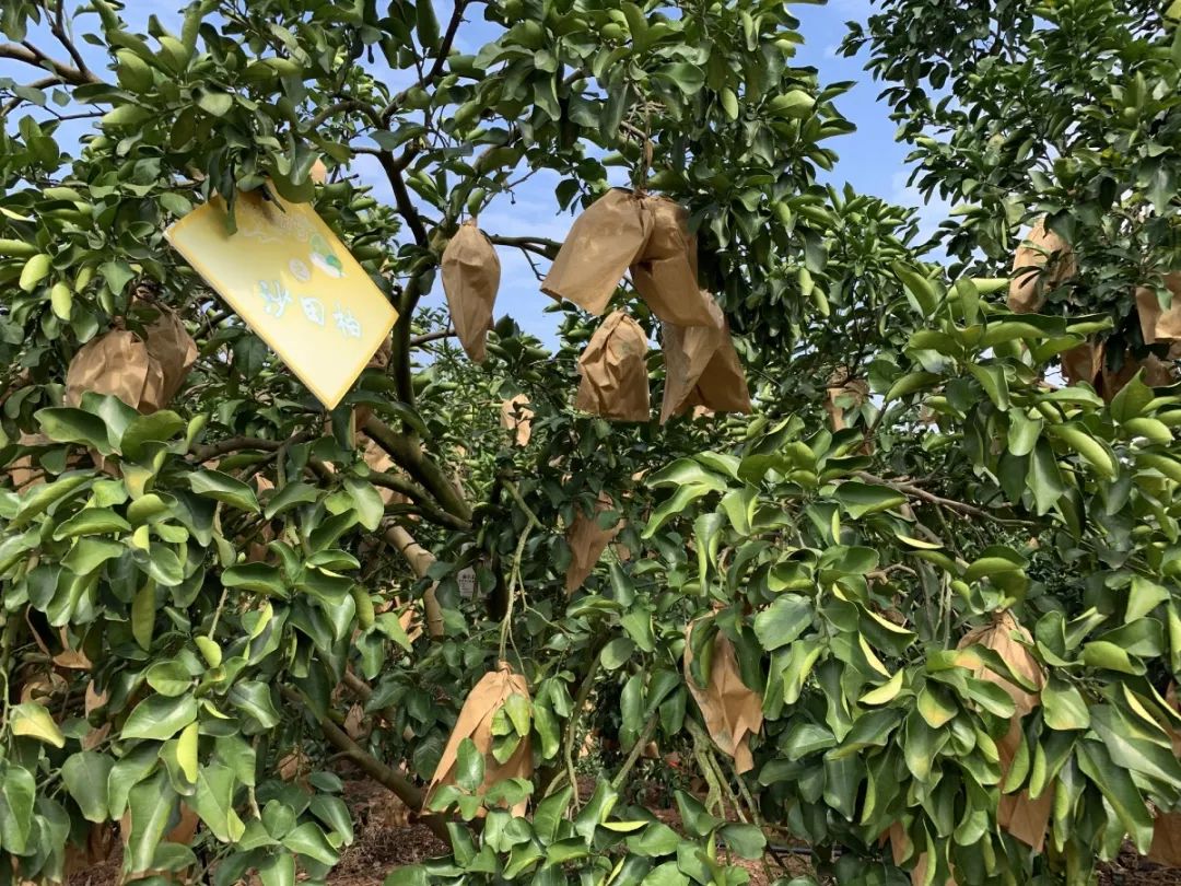 容县的沙田柚,肉嫩多汁,甜而不腻,年年脱销,想吃要靠抢!_种植