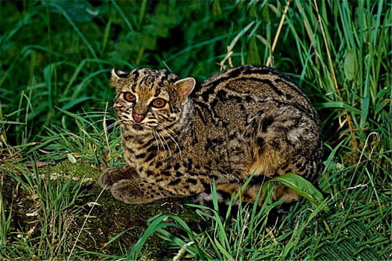 据云南日报报道,石纹猫行踪诡秘,人们对它知之甚少,令人惊喜的是,云南