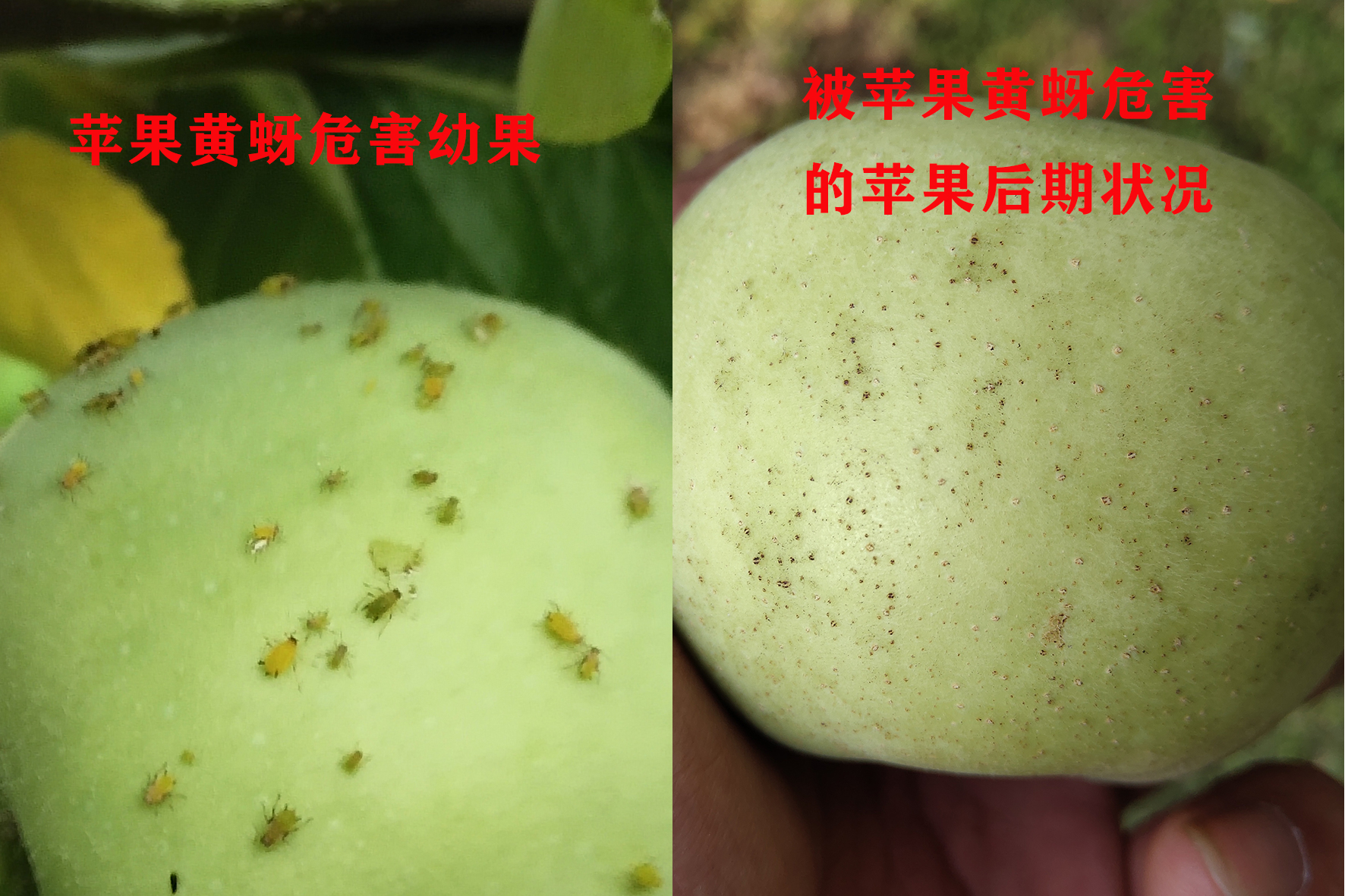 苹果黄蚜怎么治?利用好它们的共生和天敌,效果会更好