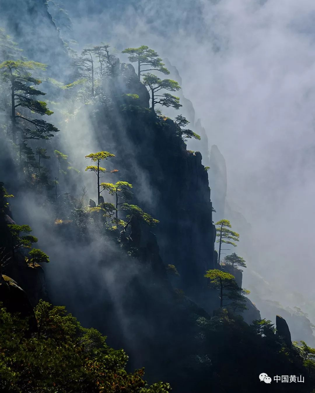 e眼黄山作品赏析6黄山奇松篇