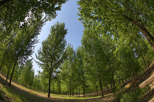 申甘林带国家森林公园图片
