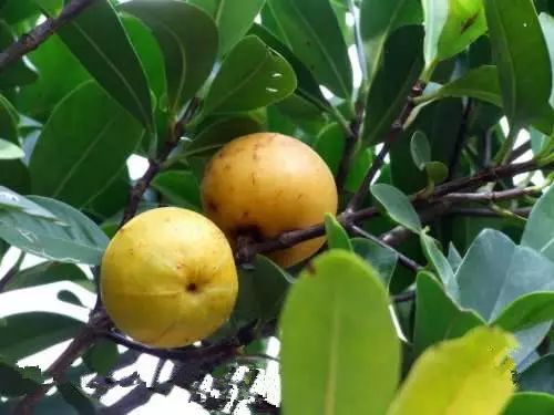 狗卵果,黄牙果.德庆大山里这些奇葩,你吃过几种?