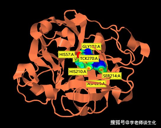 糜蛋白酶与tck的相互作用