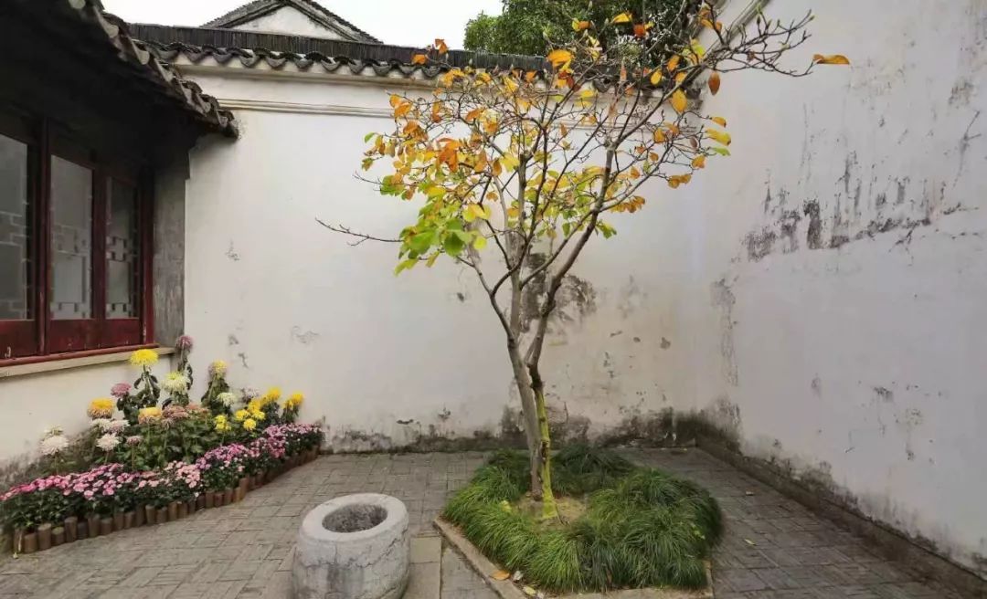 大道至简孤植一树