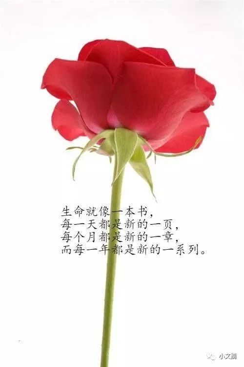 早安心语:每个人终其一生,追求的不过是一个最好的生活状态._生命