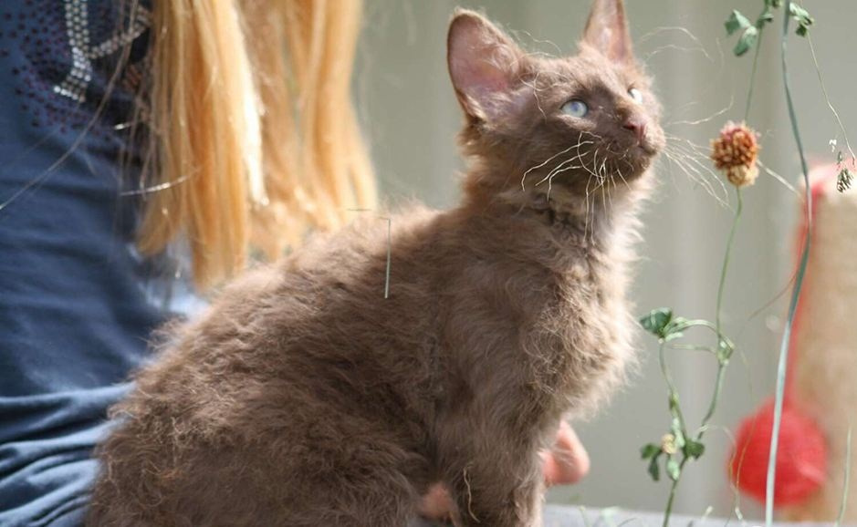 原创养宠经验分享拉邦猫洗澡之后感冒了拉邦猫感冒了怎么办