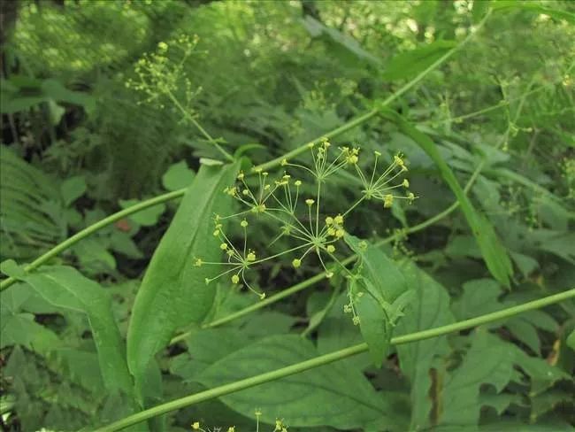 农村消炎草药图片