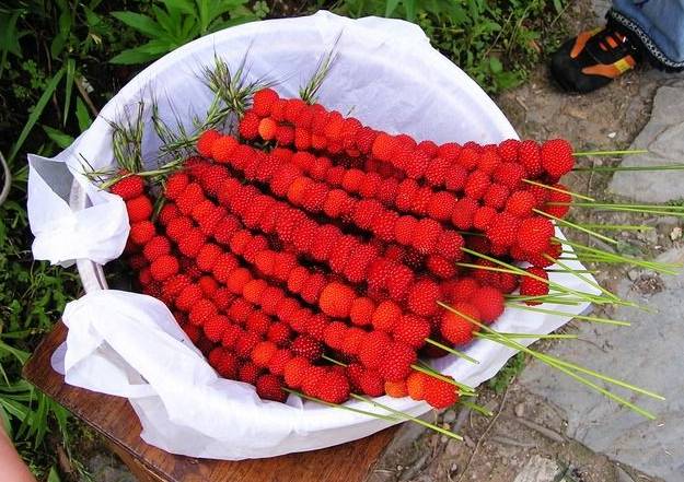 狗卵果,黄牙果.德庆大山里这些奇葩,你吃过几种?