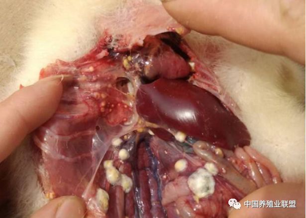 鸡单侧睾丸水肿双侧睾丸水肿 输卵管遗迹积液母鹅频繁就巢种公鹅性欲