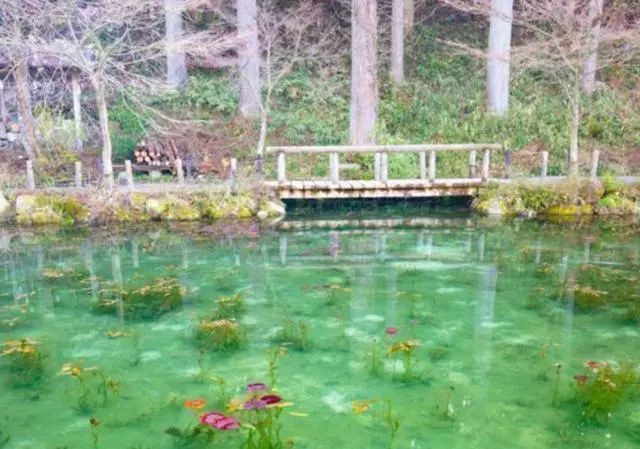 这个池塘在日本的岐阜县,坐落在一个神社的附近,神社的周围并没有什么