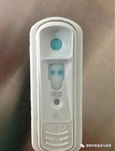 一例犬胰腺炎的治疗