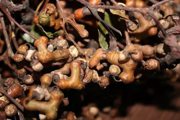 狗卵果,黄牙果.德庆大山里这些奇葩,你吃过几种?