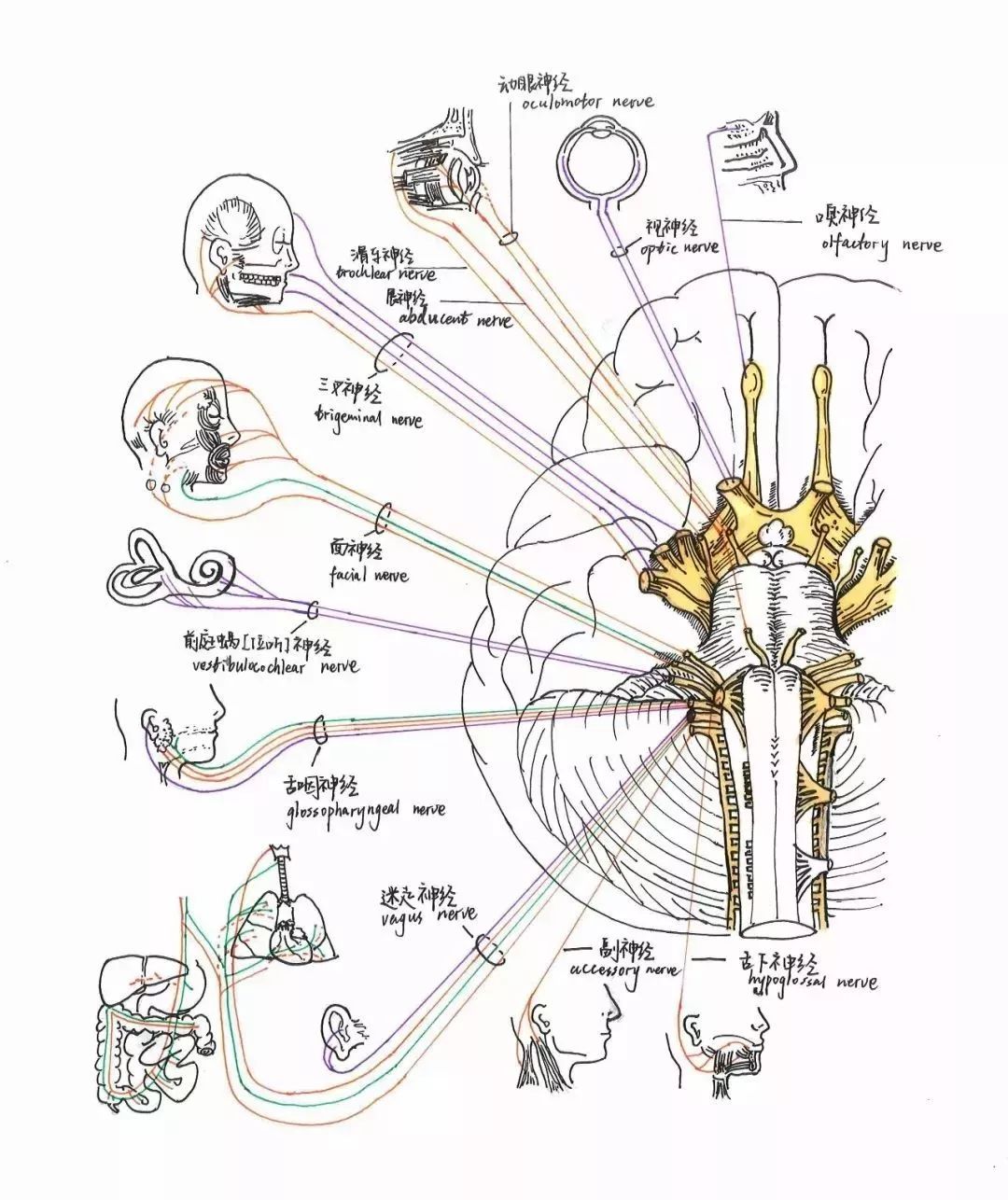 记第一次上解剖课