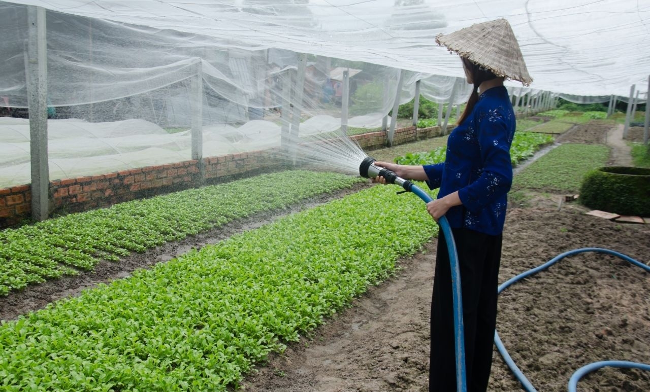 这些蔬菜大棚冬季施肥要点很关键,不然易伤根毁苗!