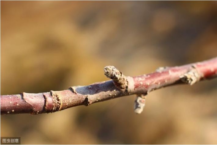 冬季修剪时咋区分花芽叶芽呢怎么辨别花芽质量呢