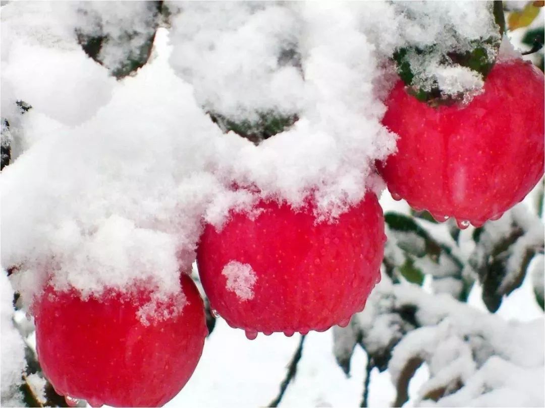 好果分享浴雪而生的灵性之果万荣雪果它来咯