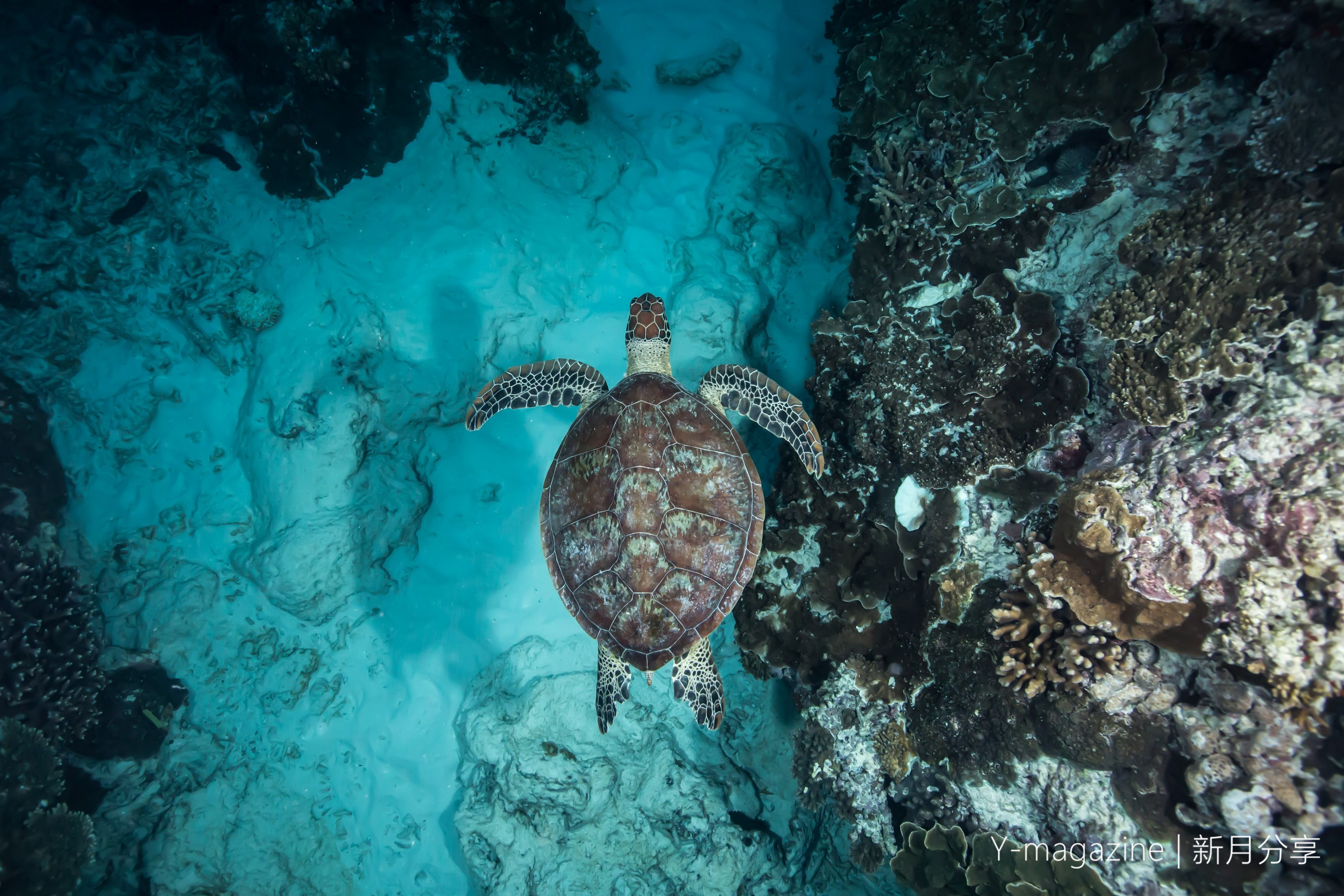 turtle),绿海龟 (green turtle),玳瑁海龟 (hawksbill turtle),棱皮