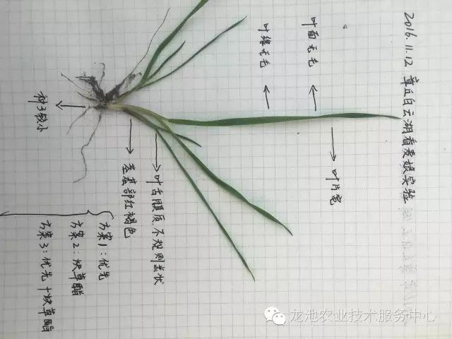 小麦田禾本科杂草图谱图片