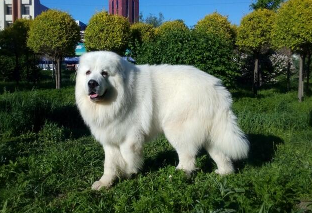 毛发长又白的大白熊犬,主人给它洗澡时,一定注意这些细节