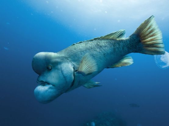 深海10000米究竟有多恐怖去过那里的人比登月还少