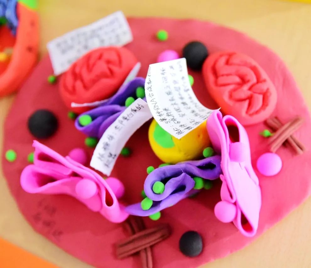 微观看世界高一年级开展细胞的三维结构立体模型制作大赛