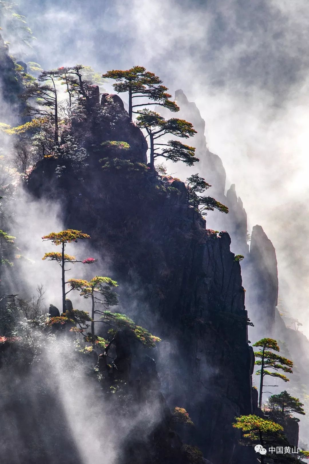 e眼黄山作品赏析6黄山奇松篇